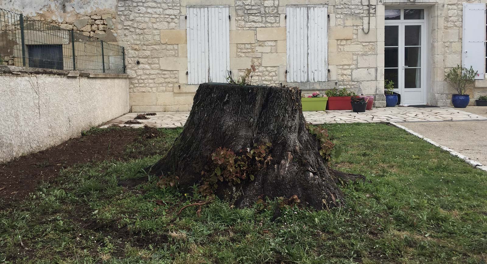 Souche d'arbre à arracher dans un jardin en Charente Maritime