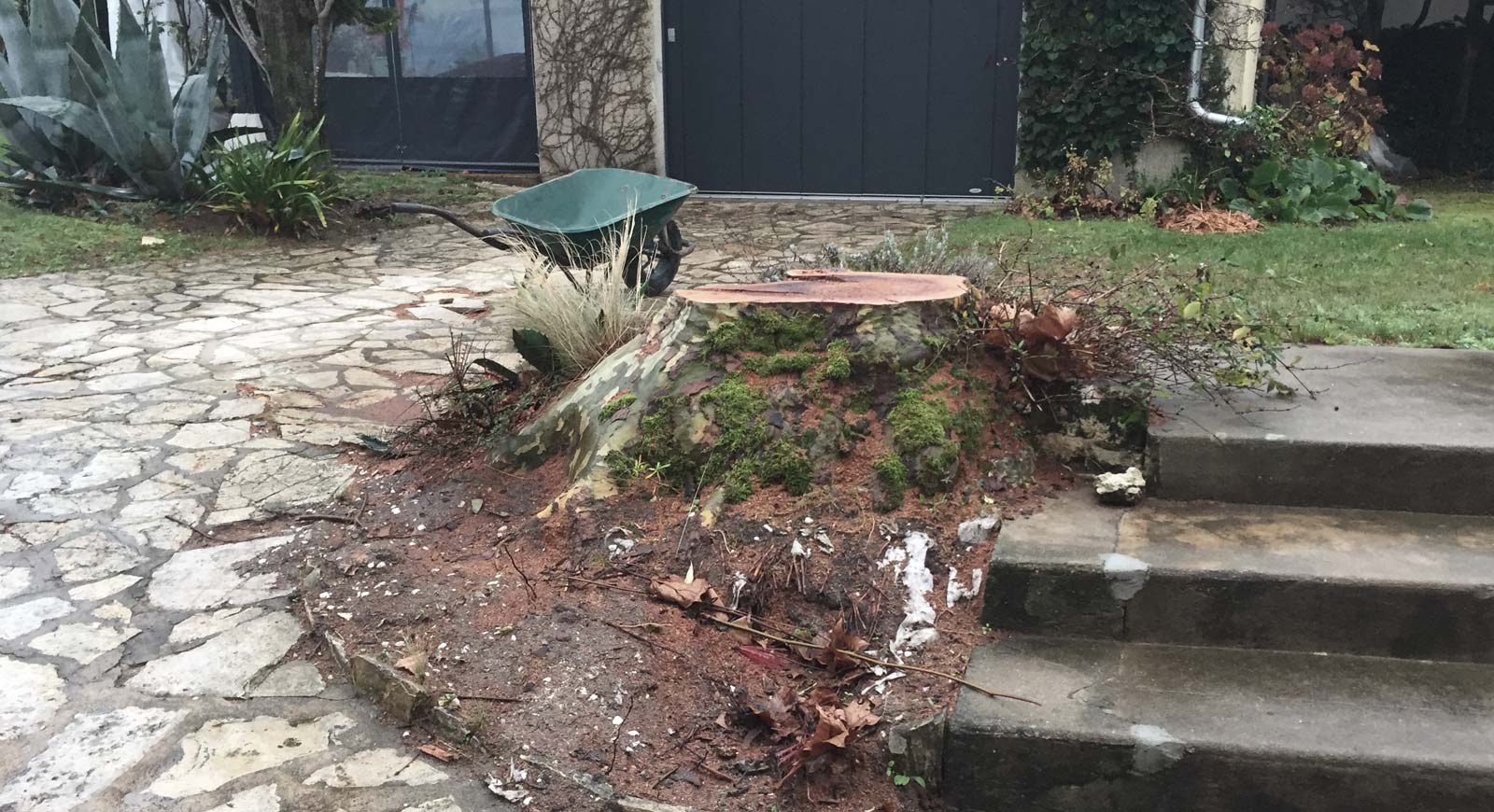 Souche avant destruction dans un jardin près de Royan