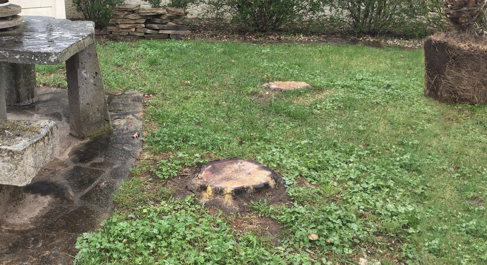 Souche dans un jardin à Pons avant destruction