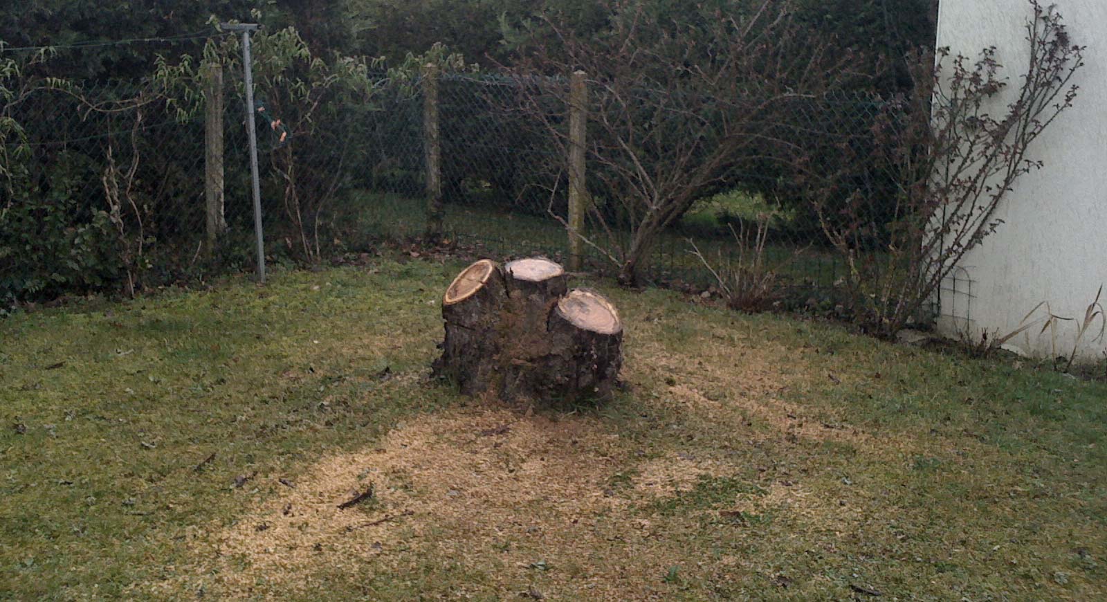 Souche à détruire dans un jardin à La Rochelle