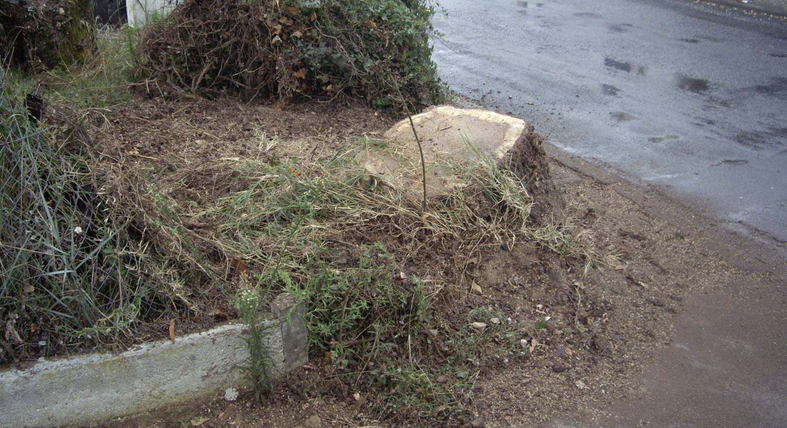 Souche dans un jardin devant un mur avant évacuation à Cognac