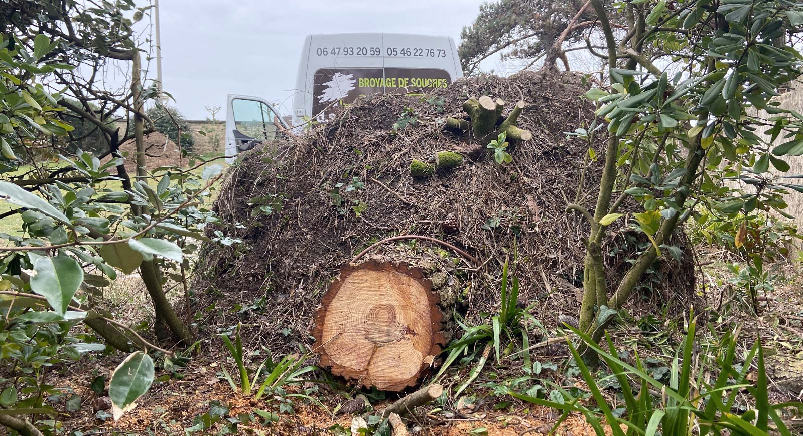 Souche d'arbre à arracher dans un jardin en Charente Maritime